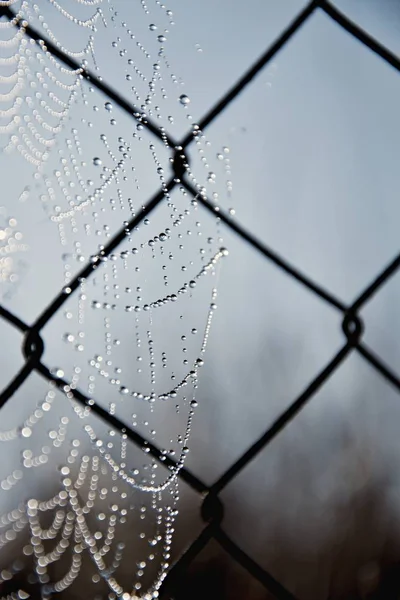 Frost pajęczy w zimny poranek. Pajęczyna na starej ogrodzenia drutu. Pajęczy, pajęczy z kroplą wody. — Zdjęcie stockowe