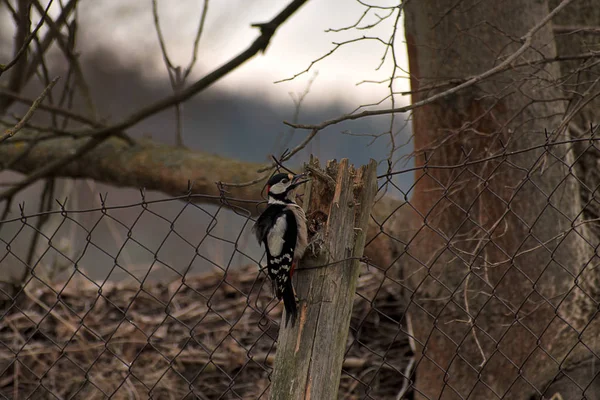 Dendrocopos majeur sur la vieille clôture, picorer un pieu en bois. Heure d'automne — Photo