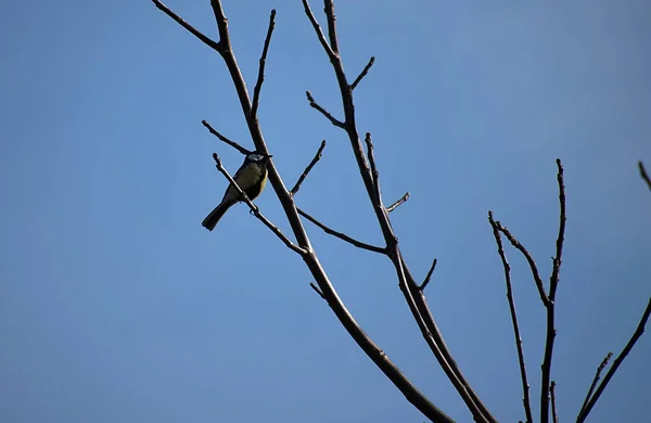 Parus major, ein Vogel auf einem Baum ohne Blätter im Winter. blauer Himmel. — Stockfoto