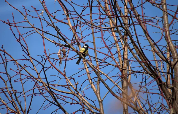 Parus major, ein Vogel auf einem Baum ohne Blätter im Winter. blauer Himmel. — Stockfoto