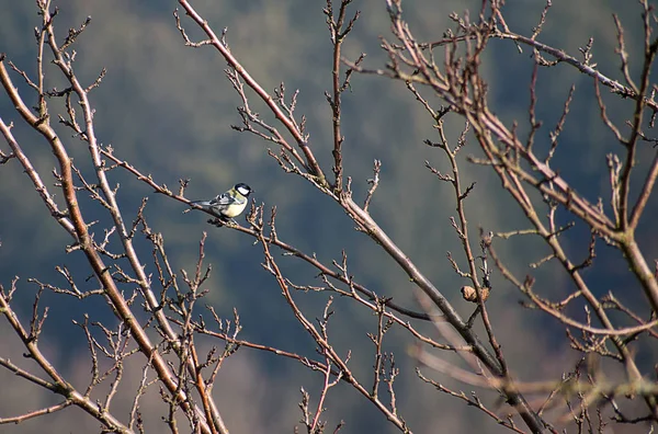 Parus major, um pássaro em uma árvore sem folhas no inverno . — Fotografia de Stock