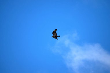 Mavi gökyüzünde uçan bir kuş avcısı.