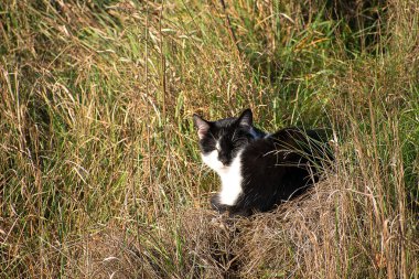 Bir tepede çimenlerin arasında yatan siyah beyaz kedi.