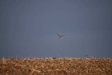 Emberiza citrinella. Bir kuş sürüsü tarla ufkunda uçuyor. Sonbahar zamanı.