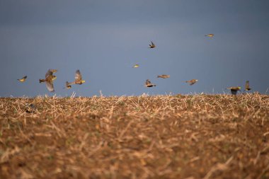 Emberiza citrinella. Bir kuş sürüsü tarla ufkunda uçuyor. Sonbahar zamanı.