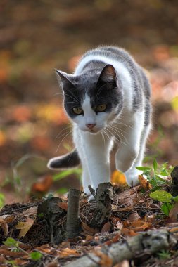 Siyah beyaz bir kedi ormana gider. Sonbaharda düşen yapraklar.