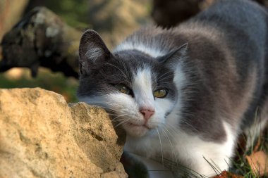 Taşlar aylak siyah beyaz bir kedi.