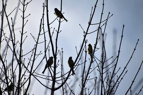 Emberiza citrinella. ein Schwarm Vögel auf Ästen. Winterzeit. — Stockfoto