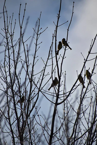 Emberiza citrinella. ein Schwarm Vögel auf Ästen. Winterzeit. — Stockfoto
