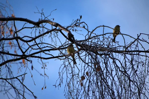 Emberiza citrinella. Vögel sitzen auf Ästen. Winterzeit. — Stockfoto
