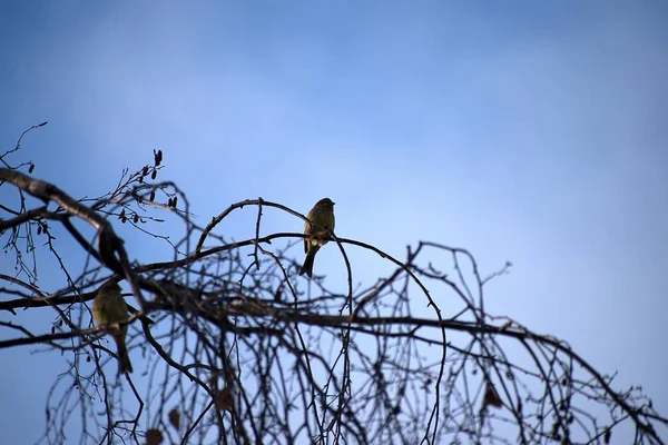 Emberiza Citrinella Vögel Sitzen Auf Ästen Winterzeit — Stockfoto