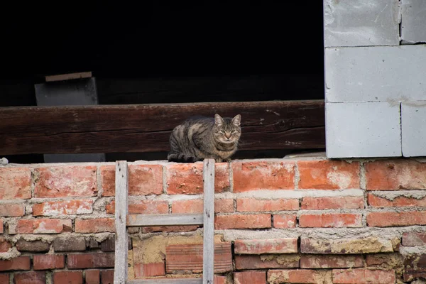 Сірий кіт у доріжці з цегли . — стокове фото