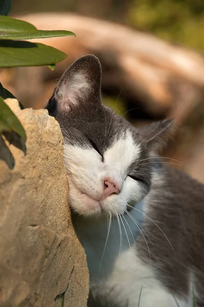 A fekete-fehér macska kaparás a kövek. — Stock Fotó