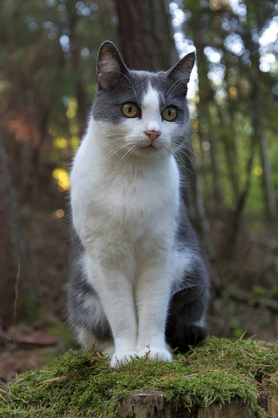 Un gatto bianco e nero seduto su un vecchio tronco d'albero. Il ceppo è ricoperto di muschio . — Foto Stock