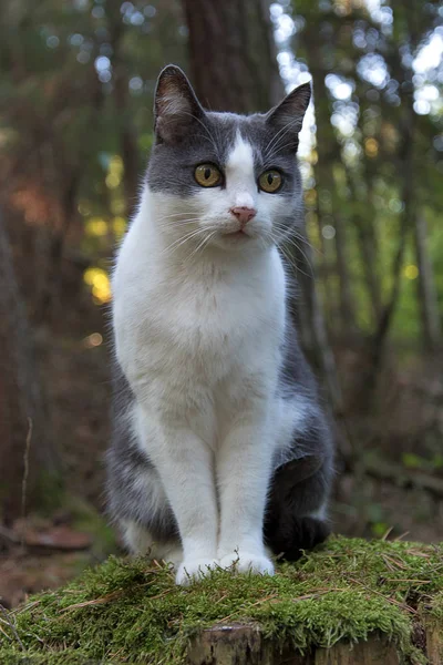 Yaşlı bir ağaç kütüğünde oturan siyah beyaz bir kedi. Kütük yosunla kaplı..