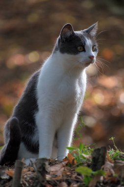 Ormanda oturan siyah beyaz kedi. Sonbaharda düşen yapraklar.