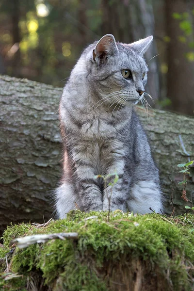 Un gatto grigio seduto su un vecchio ceppo di un albero. Il ceppo è ricoperto di muschio . — Foto Stock