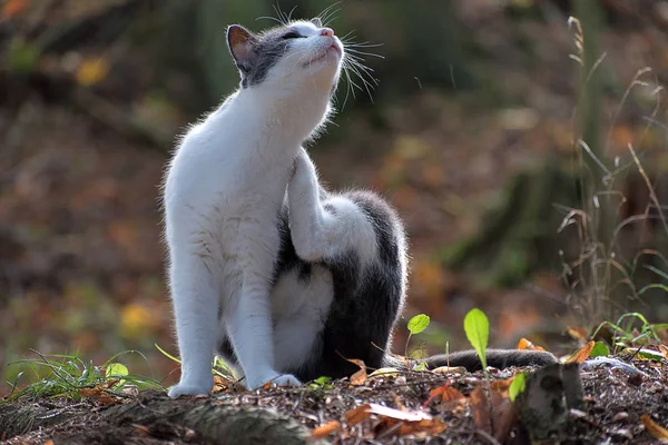 숲에 앉아 검은 색과 흰색 고양이. 가을에 떨어진 나뭇잎. — 스톡 사진