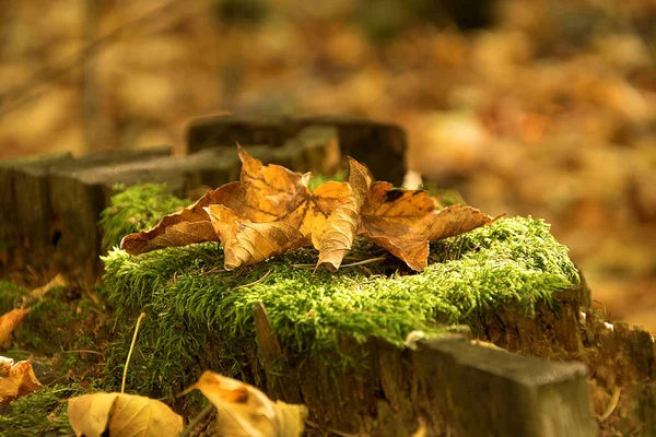 Fallendes Laub im Herbst. ein alter Baumstumpf mit Moos bedeckt. — Stockfoto