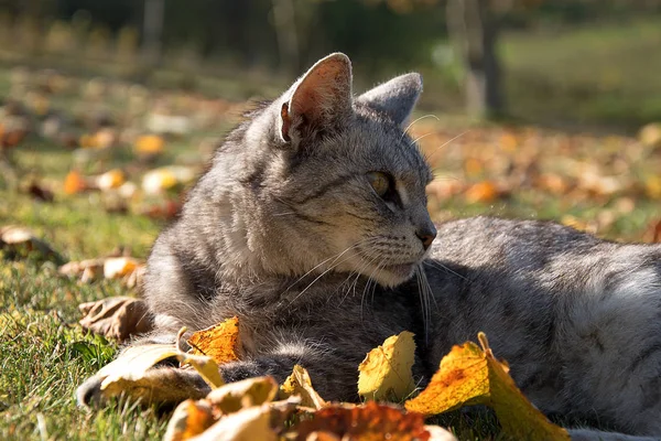 정원의 나뭇잎에 누워 회색 고양이. 가을에 떨어진 나뭇잎. — 스톡 사진