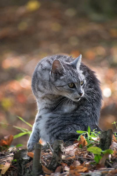 Graue Katze sitzt im Wald. Fallendes Laub im Herbst. — Stockfoto