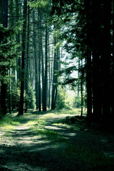 Camino forestal en otoño. El sol brilla en el camino . Imágenes de stock libres de derechos