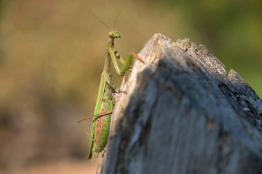 Mantis dindarlığı. Ahşap üzerinde dini mantis. Güneşli bir gün.