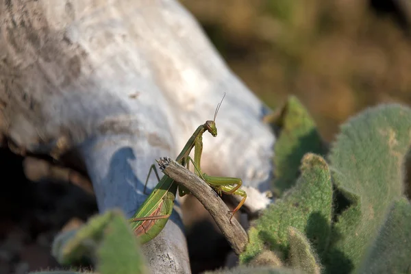 Gottesanbeterin. Gottesanbeterin auf Holz. sonniger Tag. — Stockfoto