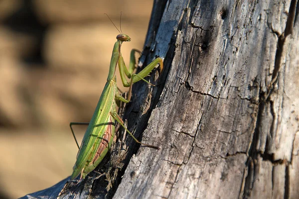 Mantis religiosa. Mantis religiosa en madera. Día soleado . —  Fotos de Stock