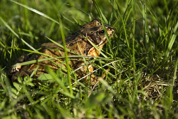 Rana temporaria, Grenouille sautant brun dans l'herbe. Le soleil brille . — Photo