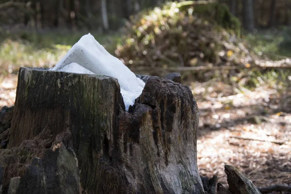 Stone salt for animals. Salt placed in an old stump. — Stock Photo, Image