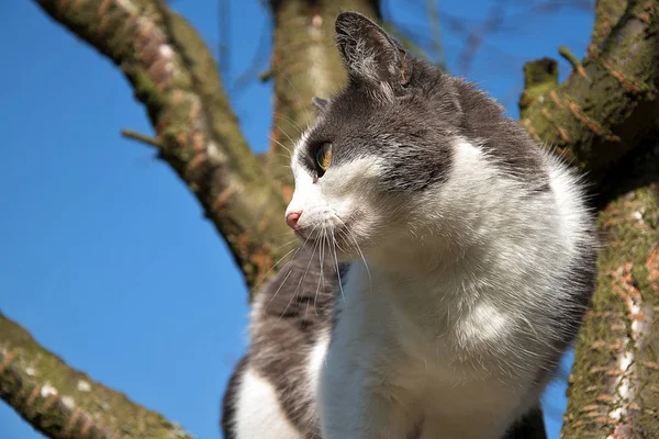 Чорно-білий кіт на дереві і дивиться навколо . — стокове фото