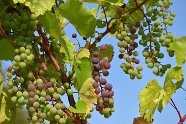 Mavi olgunlaşan üzümler. Güneşli bir gün. Mavi gökyüzü.