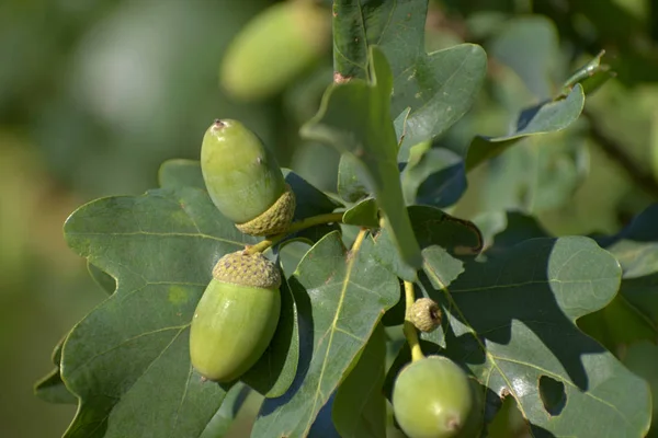 Ghiande su un ramo di quercia. Il sole splende sulle ghiande . — Foto Stock