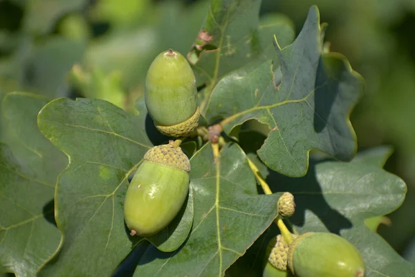 Ghiande su un ramo di quercia. Il sole splende sulle ghiande . — Foto Stock