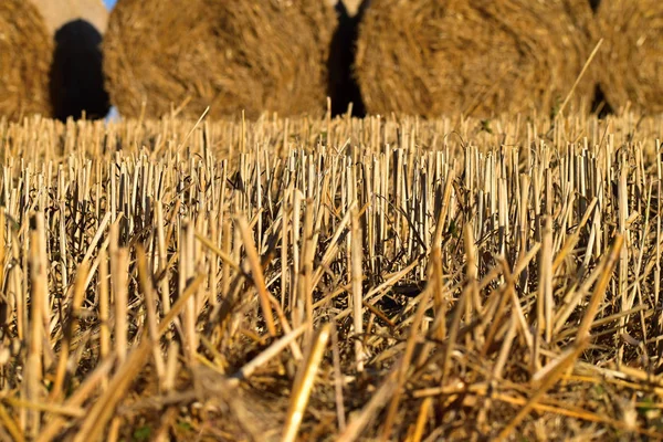 Yuvarlak saman demeti. Tarım alanları ile kırsal peyzaj. Tarla hasat edildi. Güneş parlıyor. — Stok fotoğraf