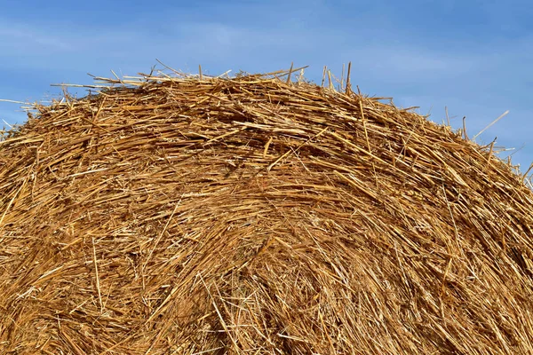 Round bundle of straw. The field is harvested. Sun is shining. — Stock Photo, Image
