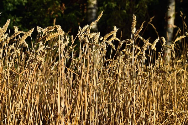 Espiga de trigo inmaculada en el bosque. El sol brilla sobre el grano — Foto de Stock