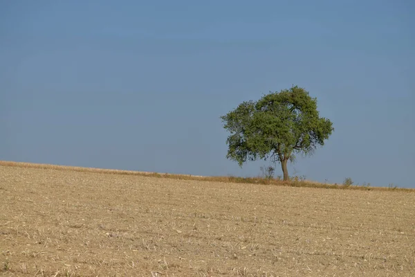 Ein einsamer Baum inmitten eines Feldes. blauer Himmel. — Stockfoto