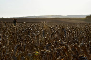 Gün batımında buğday tarlası. Hasat zamanı.