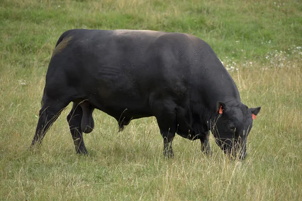 Svarta kor betar på ängen. Nötboskap på betet. — Stockfoto