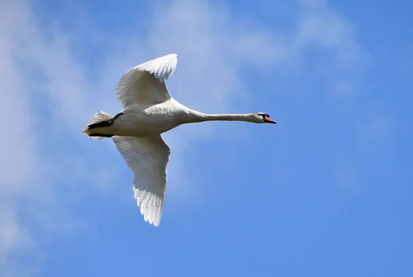 Cigno volante che gira intorno al lago, cielo di sfondo con nuvole . — Foto Stock