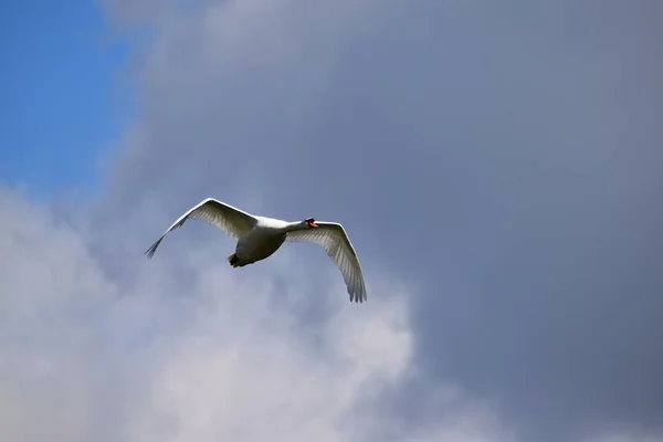 Flying swan. Background sky with clouds.