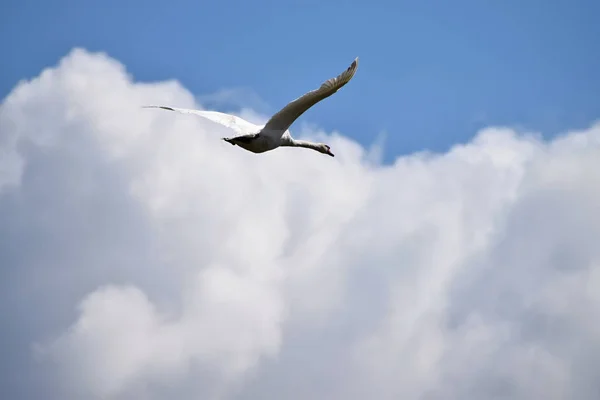 Flying swan. Background sky with clouds.