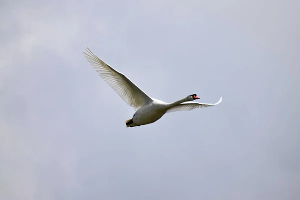Flying swan. Background sky with clouds.