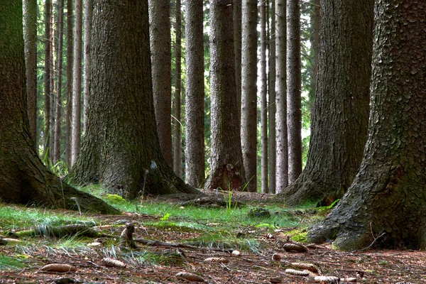 Große Fichten im Wald. Sommerzeit — Stockfoto
