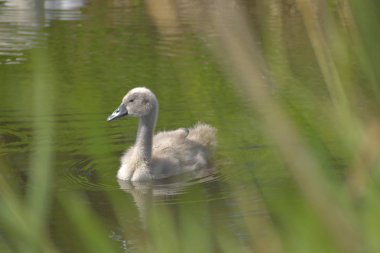 Gölün kenarında genç bir kuğu, ön planda bulanık çimenler