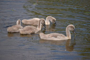 Genç kuğular gölette yelken açıp suda avlanırlar..