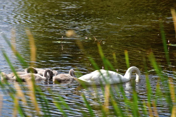 Лебідь сім'я плаває на озері, розмита трава на передньому плані. — стокове фото