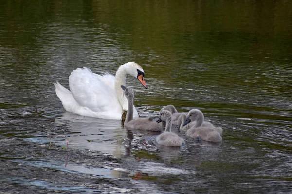 Swan family sails on the lake. — Stock Photo, Image
